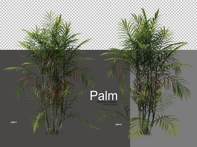 verschillende soorten palmbomen