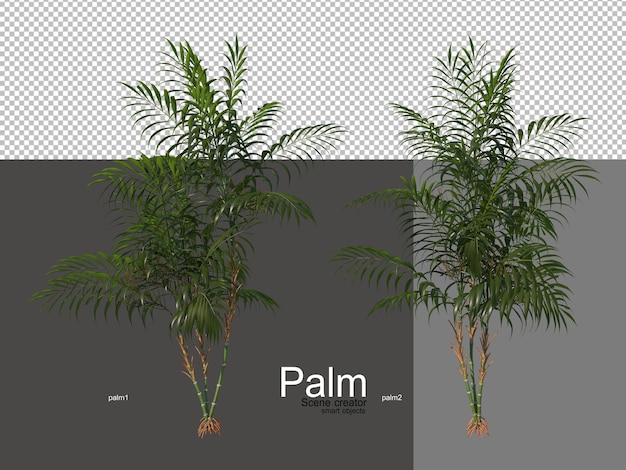 verschillende soorten palmbomen
