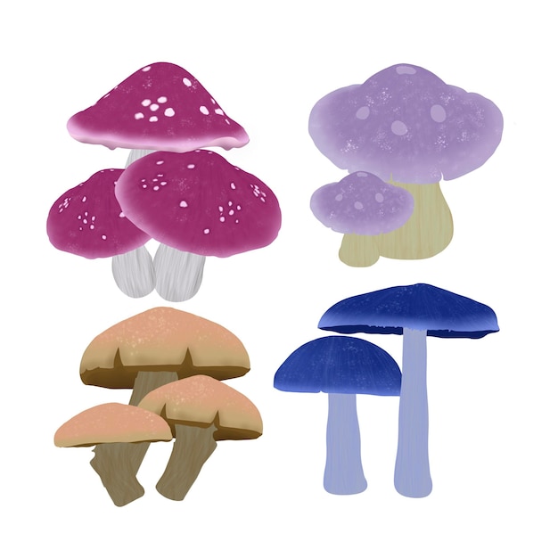 Verschillende soorten verse champignons