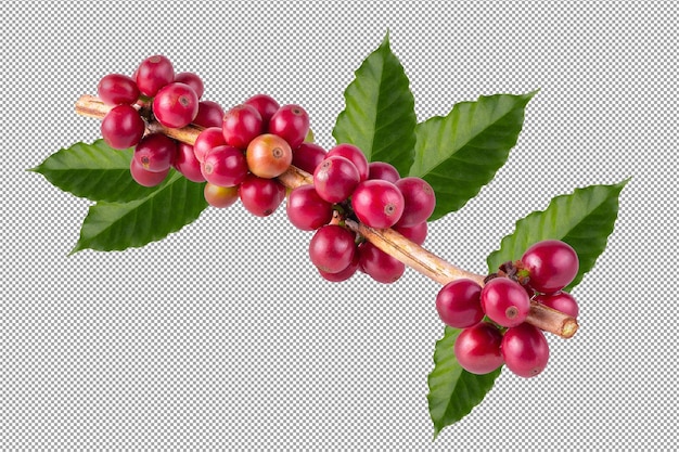 Verse Arabica koffiebonen rijpen geïsoleerd op alpha background