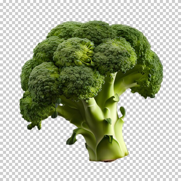 Verse broccoli png op witte en doorzichtige achtergrond.