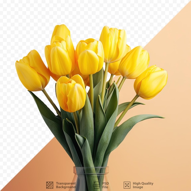 Verse gele tulpen gerangschikt in een bos tegen een transparante achtergrond