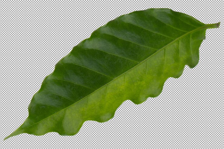 PSD verse groene arabica-koffieblad geïsoleerd op een doorzichtige achtergrond