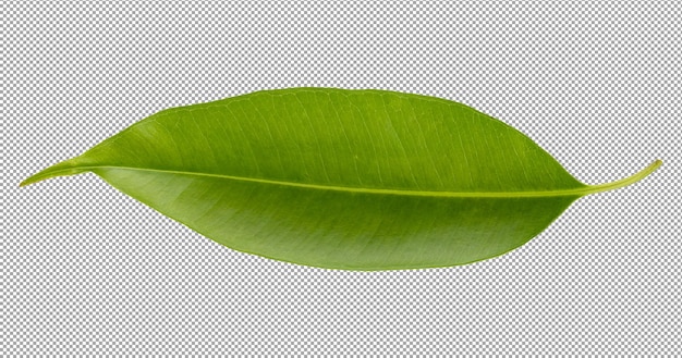 verse groene bladeren geïsoleerd op een doorzichtige achtergrond