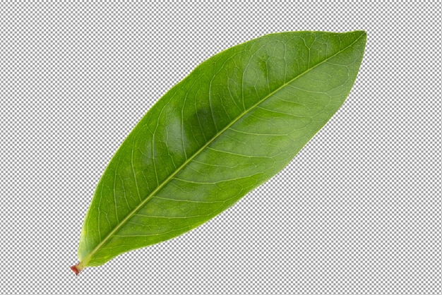 Verse groene bladeren geïsoleerd op een transparante achtergrond