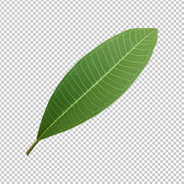 Verse groene frangipani blad geïsoleerde rendering