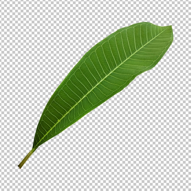 Verse groene frangipani blad geïsoleerde rendering