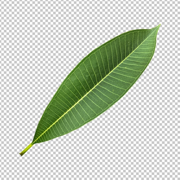 Verse groene frangipani blad geïsoleerde rendering