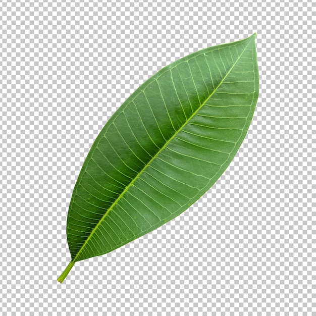 Verse groene frangipani blad geïsoleerde rendering