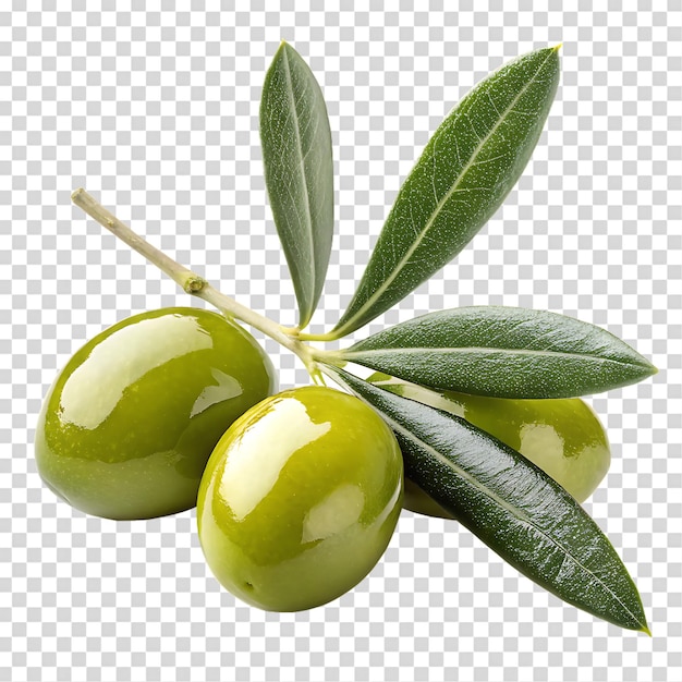 Verse groene olijven op een tak geïsoleerd op een doorzichtige achtergrond