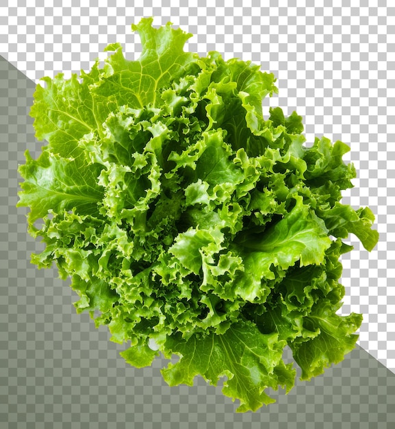 Verse groene sla bladeren op een witte achtergrond