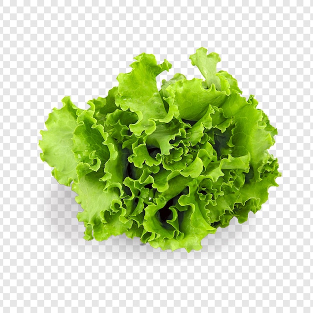 Verse groene sla