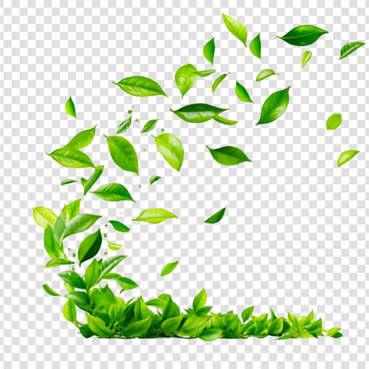 PSD verse groene theeblaadjes vallen van weelderige struiken op een doorzichtige achtergrond