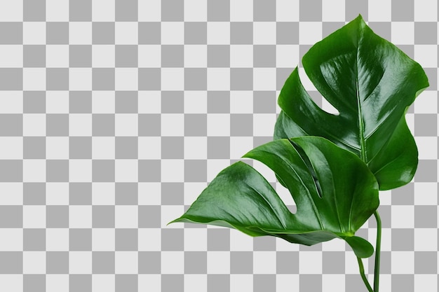 Verse monstera bladeren brengen tropische vibes en zomer plezier geïsoleerd op witte PNG