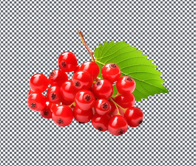 Verse nannyberry geïsoleerd op doorzichtige achtergrond