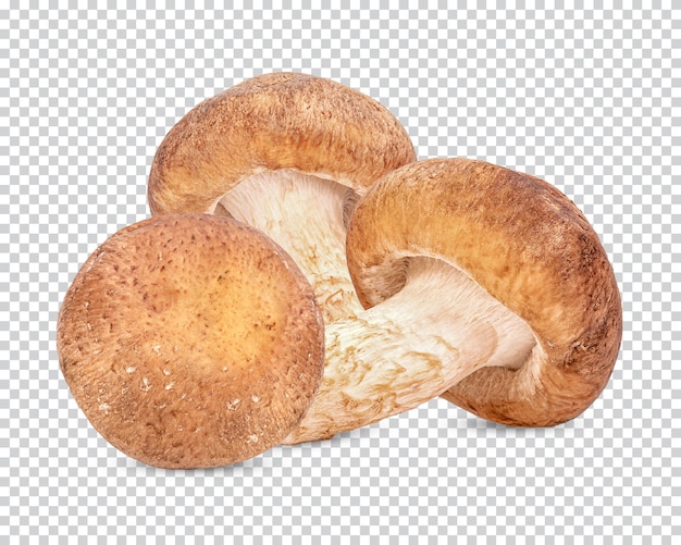 PSD verse shiitake-paddenstoel geïsoleerd premium psd