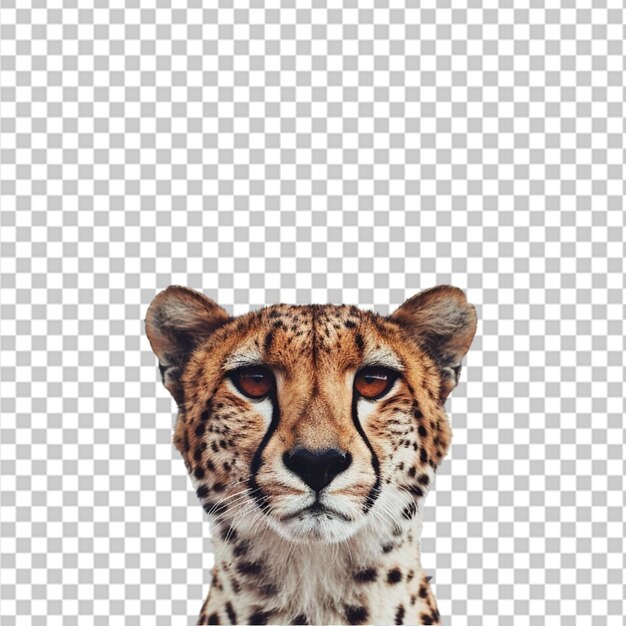 PSD vertical closeup shot of a beautiful african leopard walking on png
