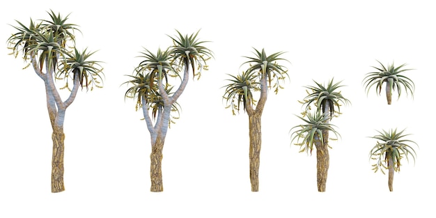 verzameling van Aloe pillansii bomen mooi geïsoleerd op witte achtergrond