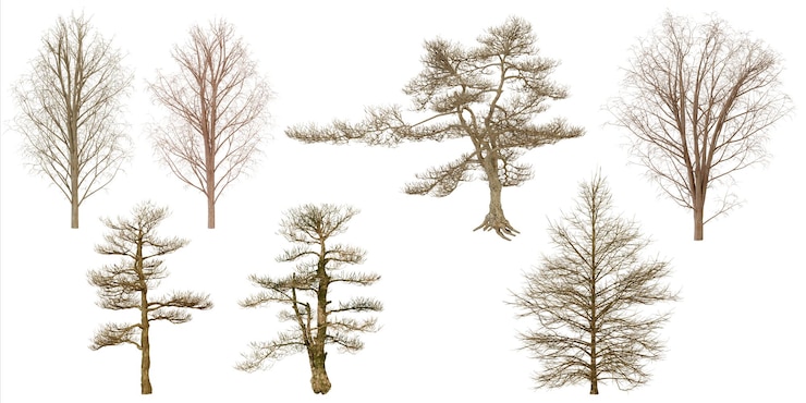 PSD verzameling van gedroogde planten en bomen