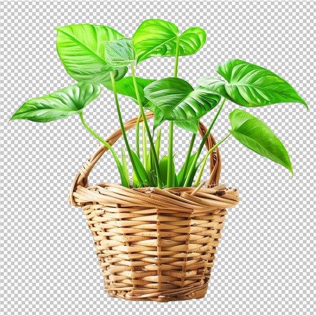 PSD verzameling van prachtige planten in pot