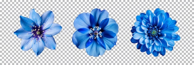 PSD verzameling van verschillende blauwe bloemen geïsoleerd op een transparante achtergrond