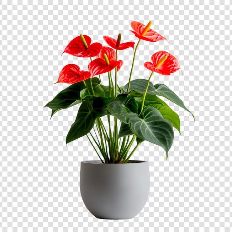 PSD vibrant anthurium flower plant in a grey pot on a transparent background