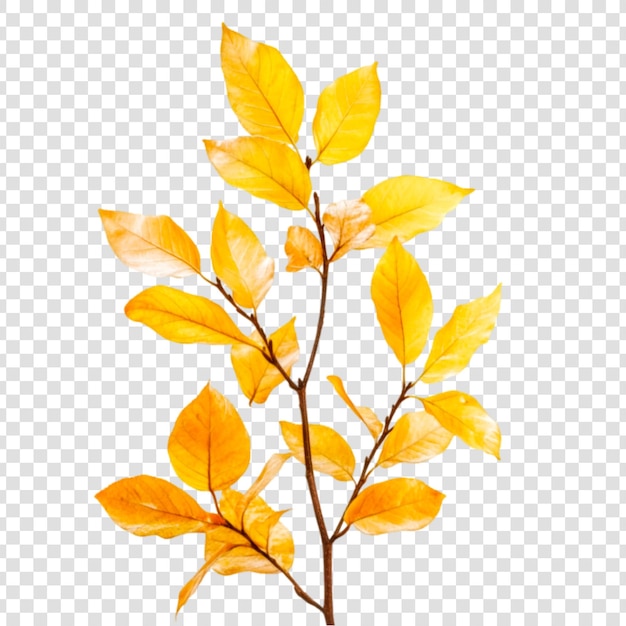 Vibrant autumn leaves branch against a transparent background