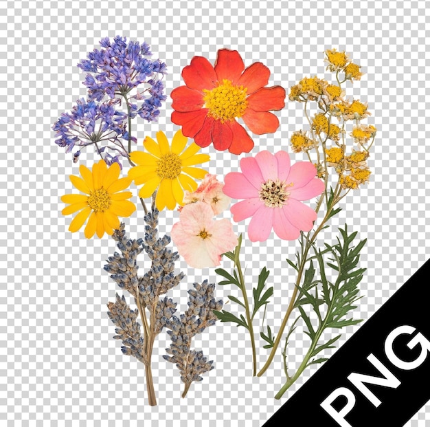 様々な野生の花の活気のあるコレクション