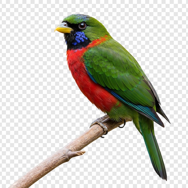 枝 に 座っ て いる 鮮やかな 色彩 の 鳥