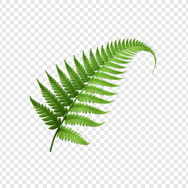 vibrant green fern fronds lush leaf arrangement nature design