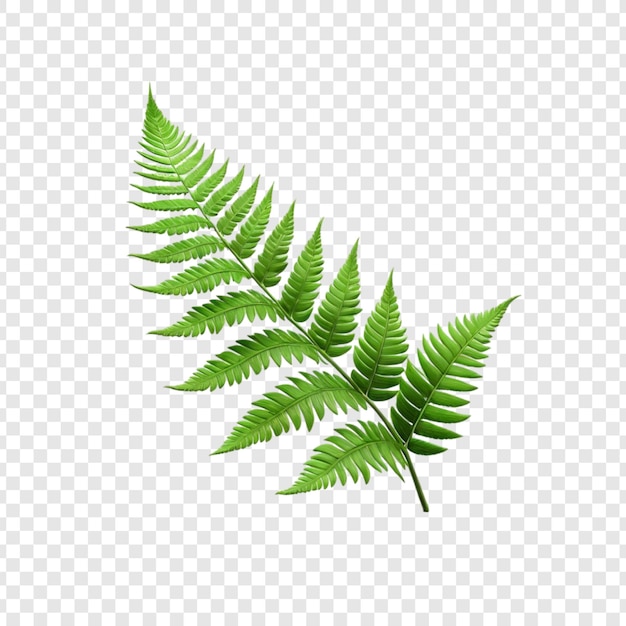 vibrant green fern fronds lush leaf arrangement nature design