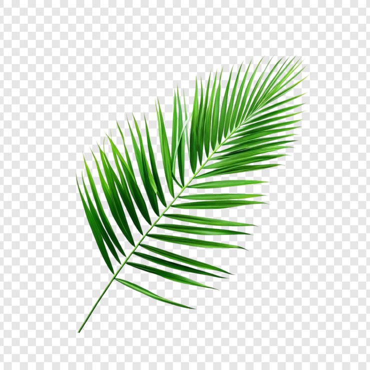 PSD vibrant green palm frond tropical leaf isolated nature botany exotic plant summer vegetation