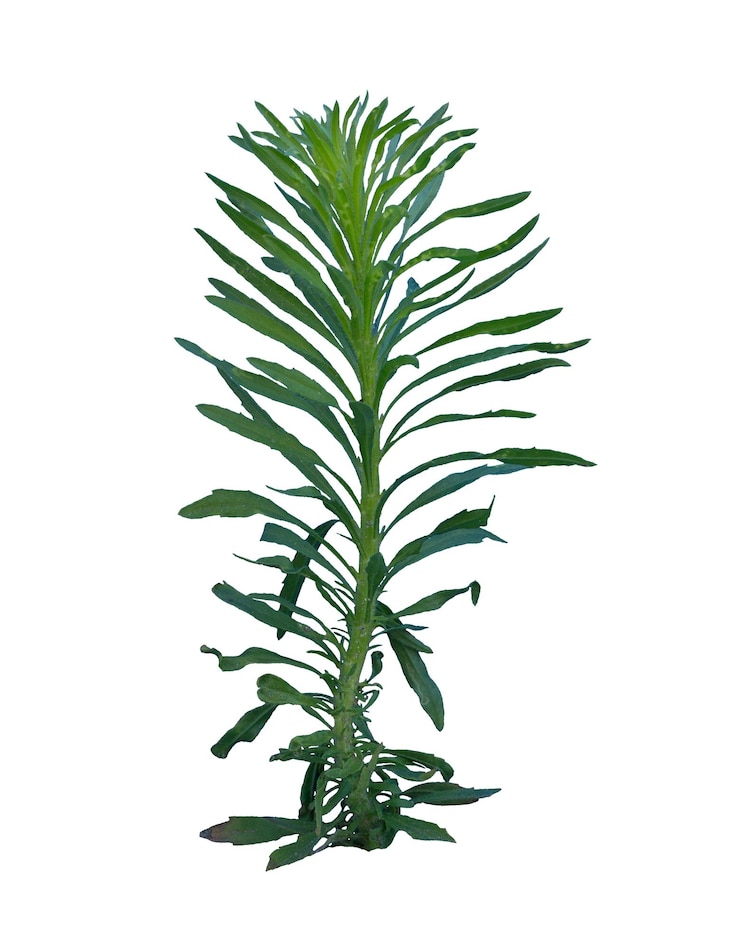 PSD 活潑的綠色植物在孤立的景色