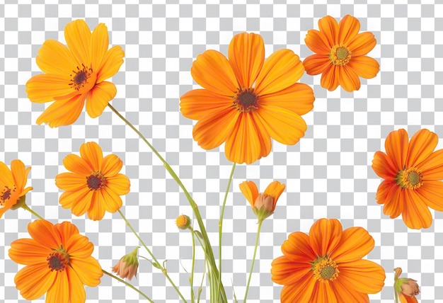 반이는 오렌지 꽃 과 투명 한 배경