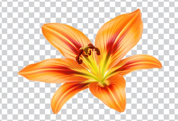vibrant orange lily blossom