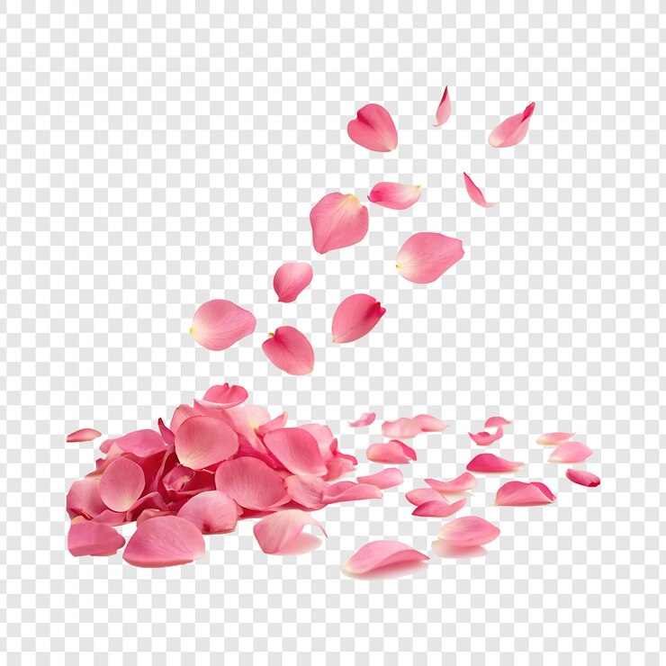 vibrant pink rose petals falling isolated on a transparent background
