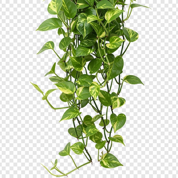 vibrant pothos plant with variegated green and yellow leaves