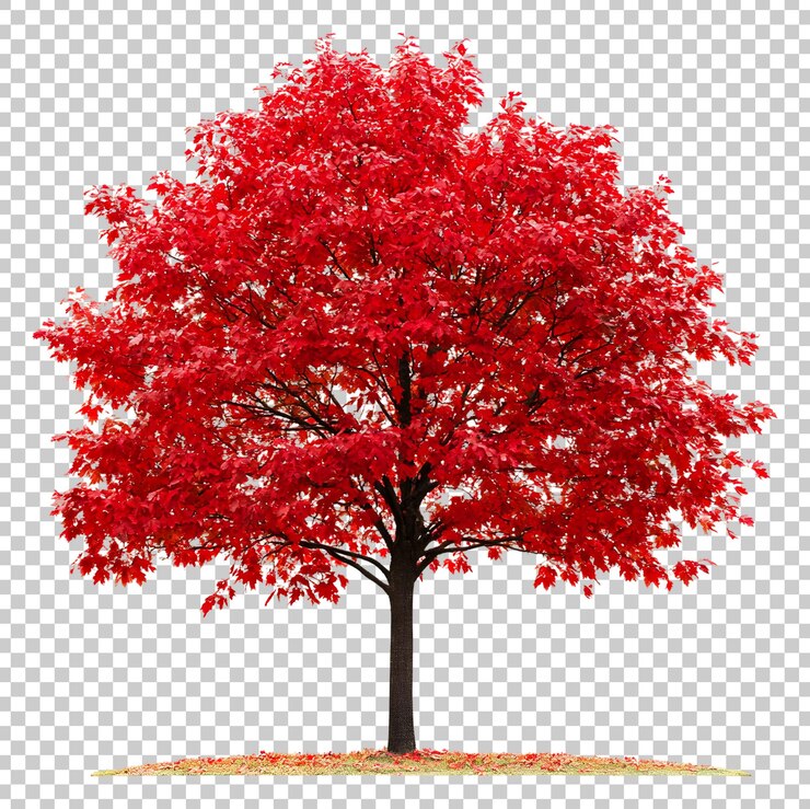 PSD vibrant red maple tree in full autumn foliage on a sunny day isolated on transparent background