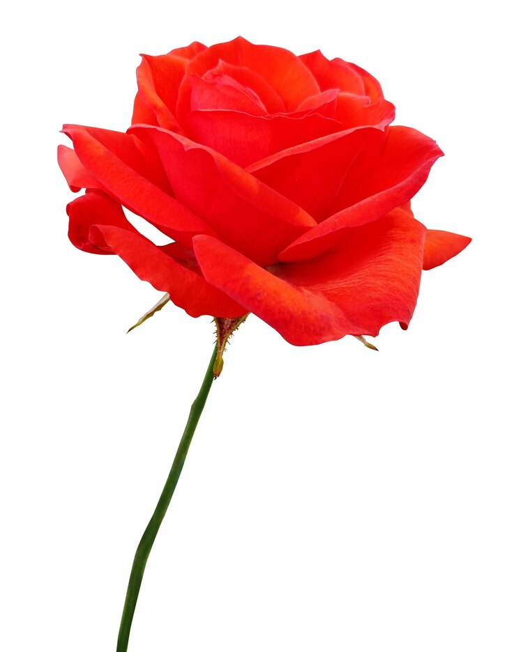 PSD a vibrant red rose in full bloom against a clean white backdrop