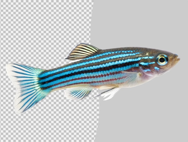vibrant striped zebrafish swimming isolated on transparent background
