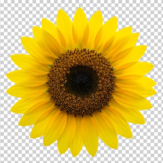 vibrant sunflower bloom on transparent background