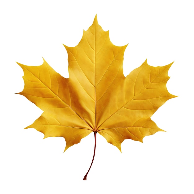 Vibrant Yellow Maple Leaf Isolated Generative AI