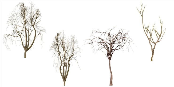 PSD vier kale bomen winter takken