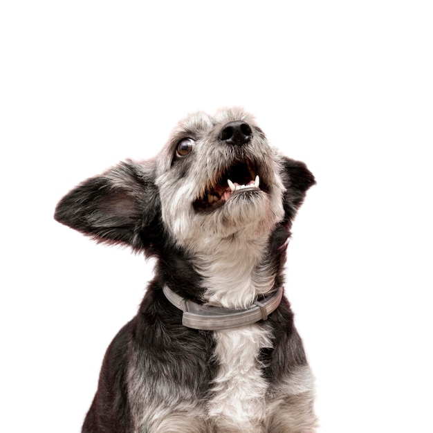愛らしいペットの犬の眺め