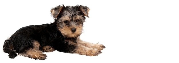 PSD view of adorable pet dog