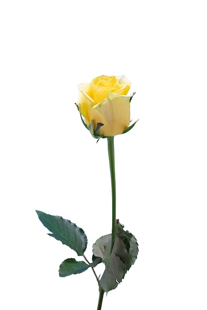 美しい咲くバラの花の眺め