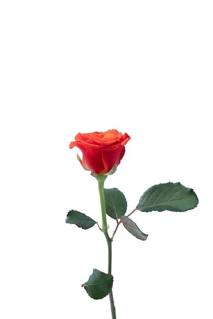 PSD view of beautiful blooming rose flower