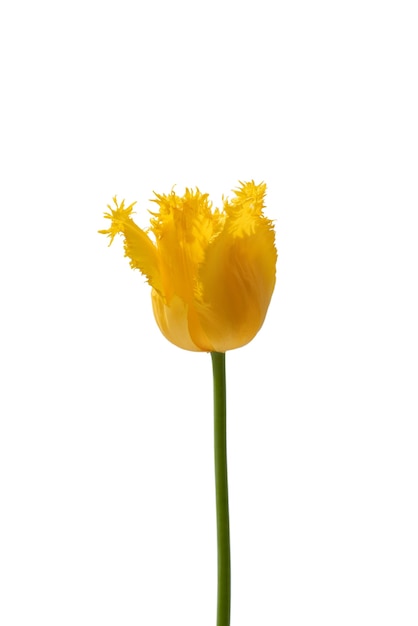 美麗開花的郁金香花的景色