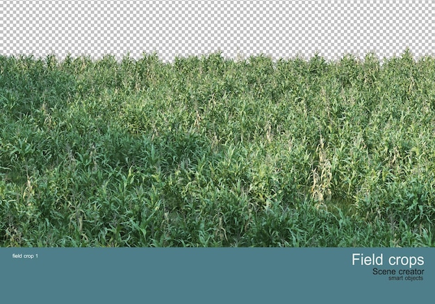 View of beautiful various crops