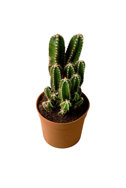 PSD view of cactus plant in pot